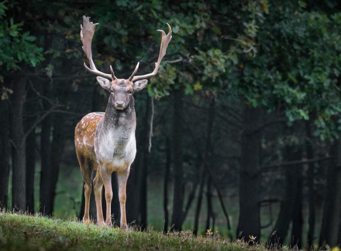 Wallpaper deer, cute animals, forest, 5k, Animals 421842527